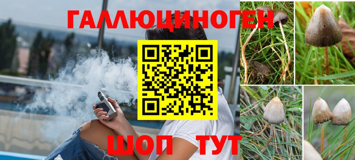 дарнет шоп  Вход с VPN  Моздок  Псилоцибиновые грибы Psilocybe 